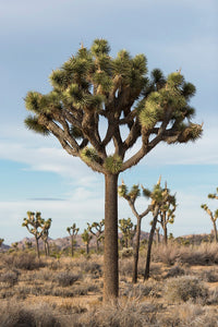 Joshua Tree