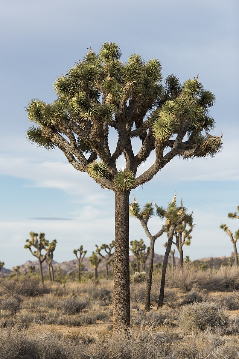 Joshua Tree