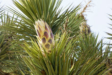 Joshua Tree