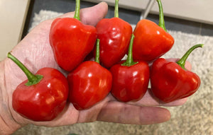 'Juanita Red' Mild Hot Pepper