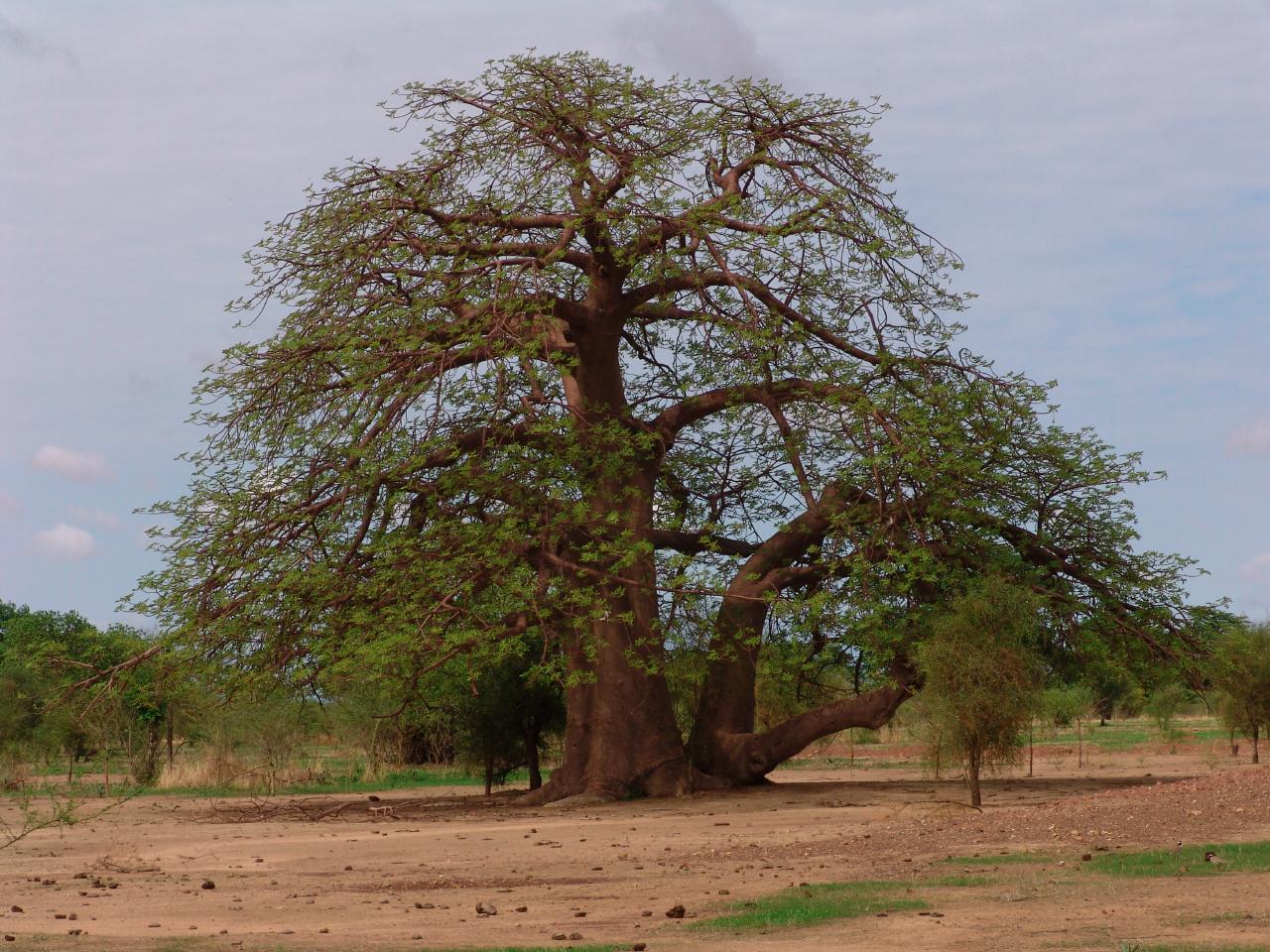 Saflax Baobab Africano, 1 confezione - Italia Saflax Baobab Africano, 1 confezione - Italia
