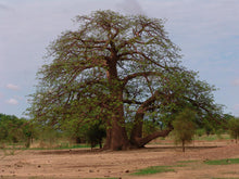 Senegalese Baobab