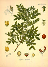 Mastic Tree