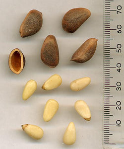 Korean Pine Nut