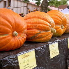 'Dill's Atlantic Giant' Pumpkin