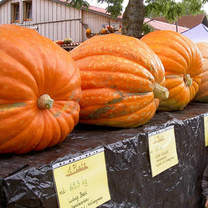 'Dill's Atlantic Giant' Pumpkin