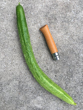 'Kyoto Three Feet' Cucumber