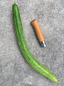 'Kyoto Three Feet' Cucumber