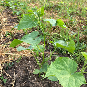 'Kyoto Three Feet' Cucumber