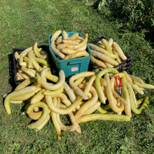 'Kyoto Three Feet' Cucumber