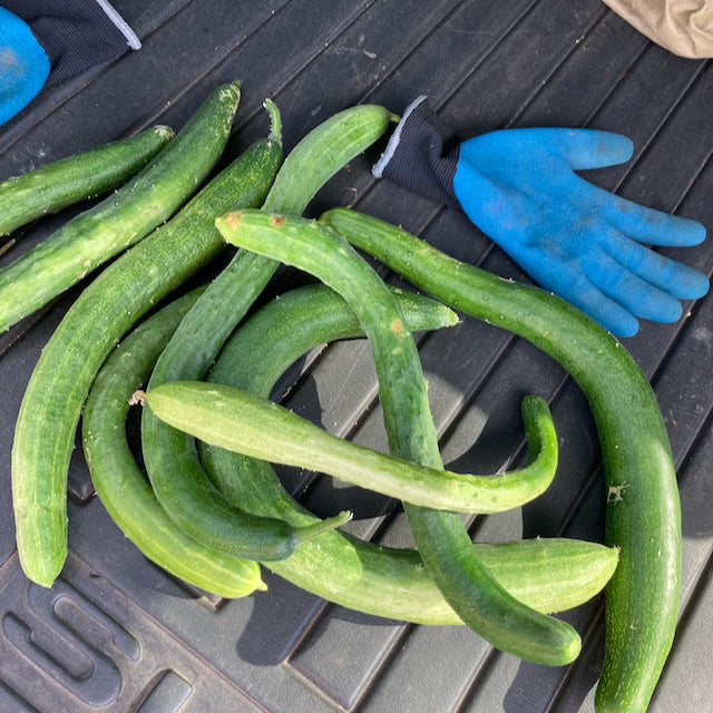 Experimental Farm Network Kyoto Three Feet Cucumber - Thumbnail 2