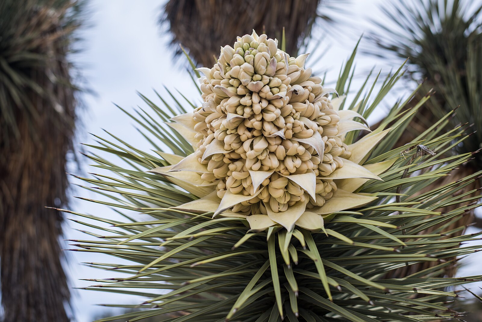 planting joshua tree seeds Joshua Tree – Experimental Farm Network Seed Store