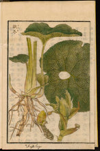 Fuki (Japanese Butterbur) Root Cuttings