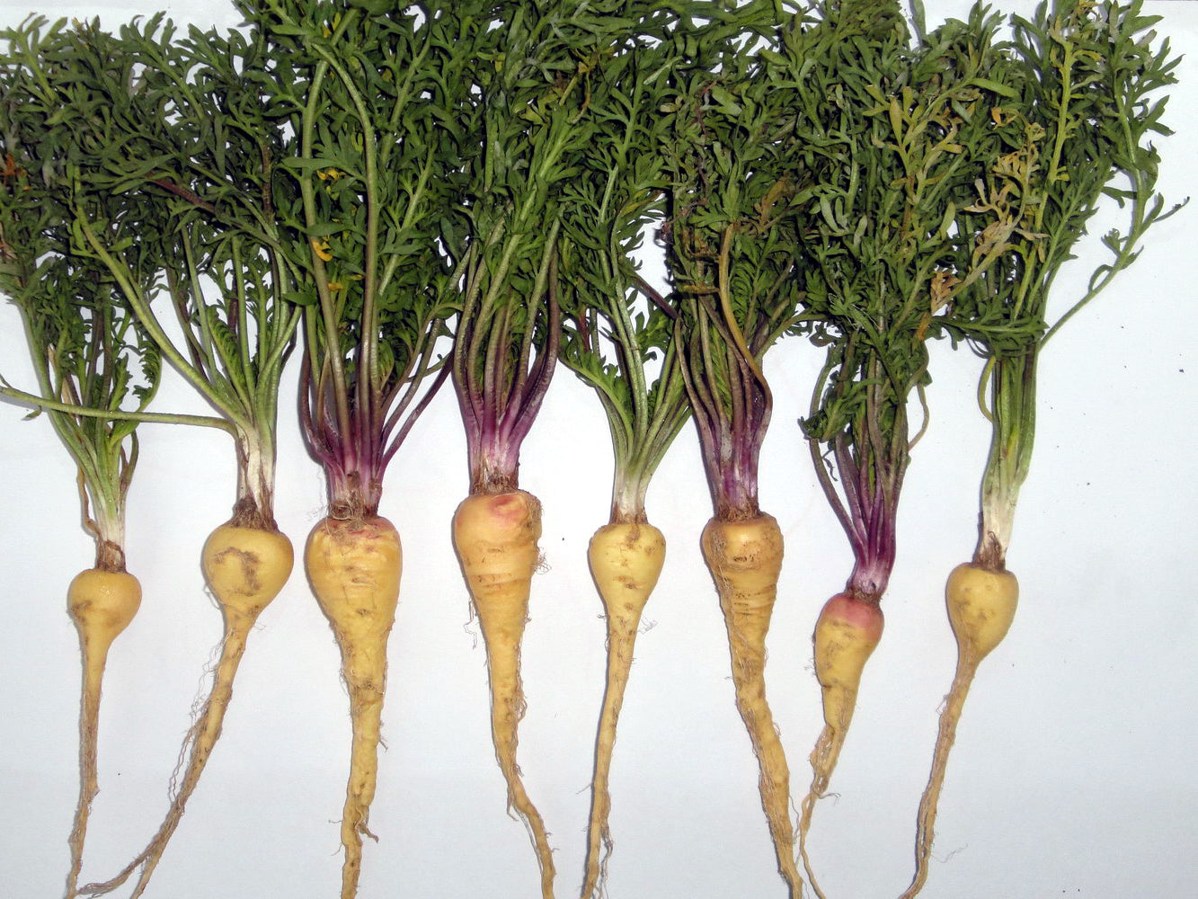 maca root plant seeds Black Maca – Experimental Farm Network Seed Store