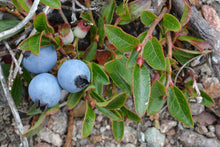 Lowbush Blueberry (Wild Blueberry)
