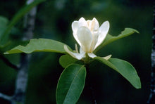 Sweetbay Magnolia