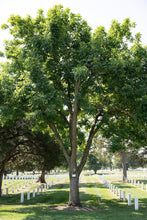 White Ash (American Ash)