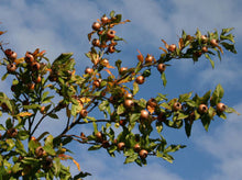 'Walters' Medlar