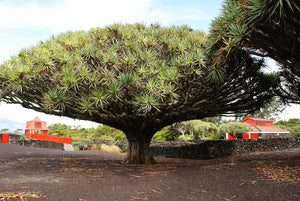 dracaena cinnabari trees for sale Dragon's Blood Tree (Canary Islands) – Experimental Farm Network Seed Store