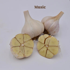 'Music' Hardneck Seed Garlic