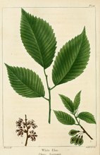 'Princeton' American Elm