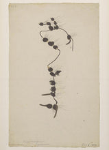 Cosmopolitan Bulrush (Maine Ecotype)
