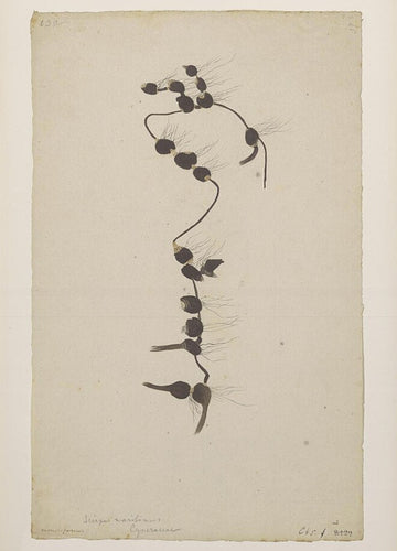 Cosmopolitan Bulrush (Maine Ecotype)