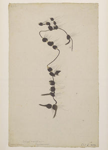 Cosmopolitan Bulrush (Maine Ecotype)