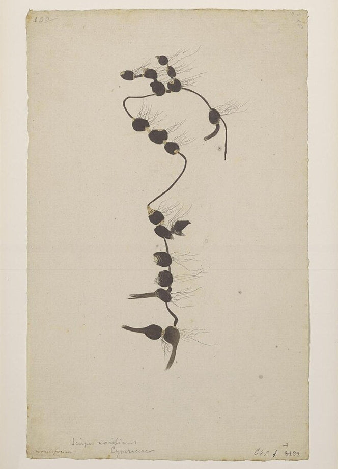 Cosmopolitan Bulrush (Maine Ecotype)