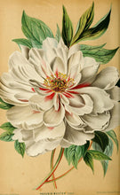 Tree Peony (Moutan Peony)