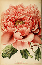 Tree Peony (Moutan Peony)