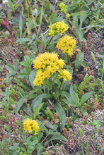 Seaside Goldenrod (New Hampshire Ecotype)
