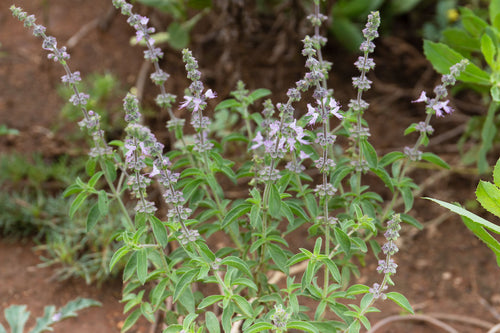 'Kirkuk' Hoary Basil