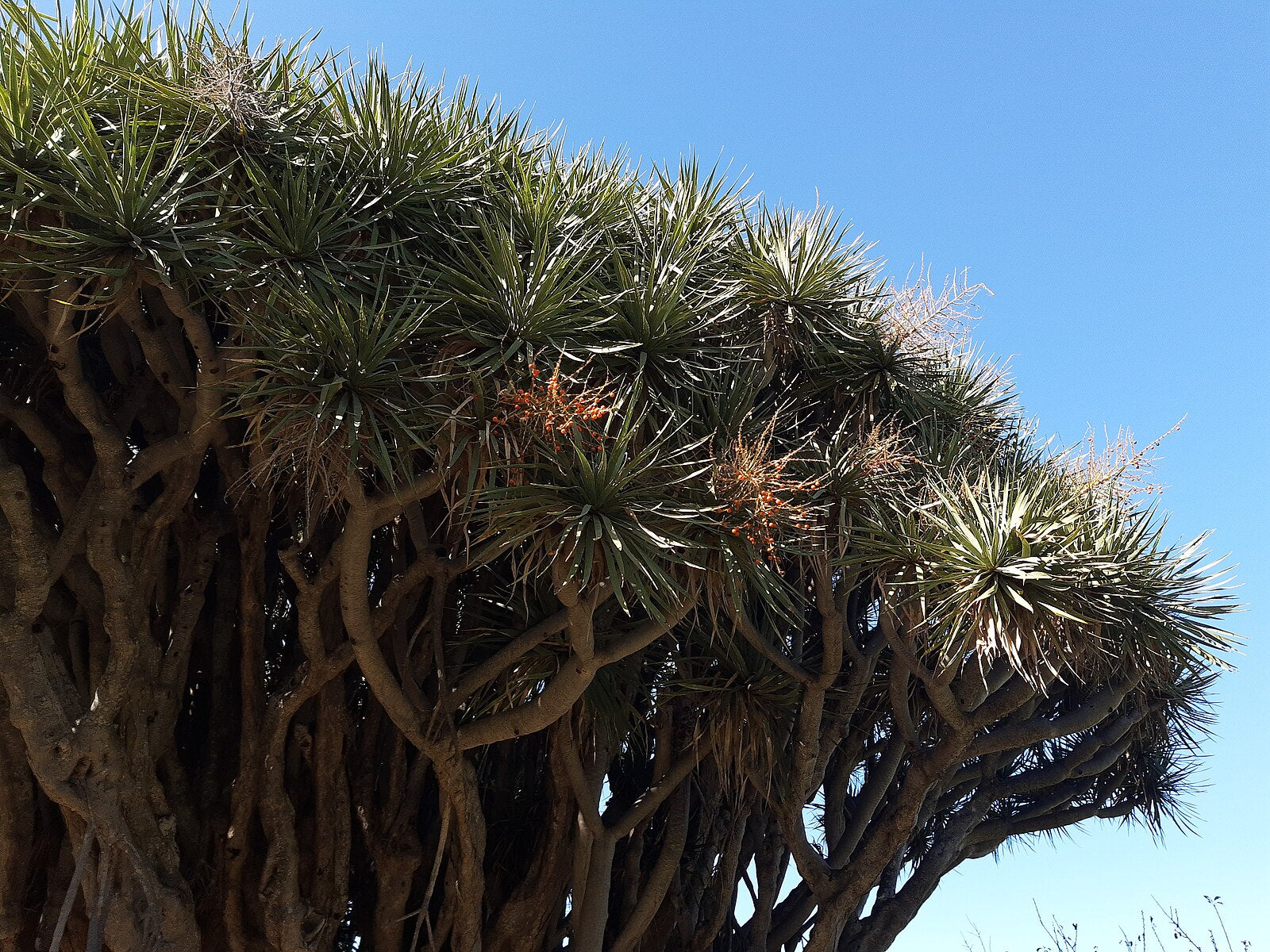dragon's blood dracaena Dragon's Blood Tree (Canary Islands) – Experimental Farm Network Seed Store