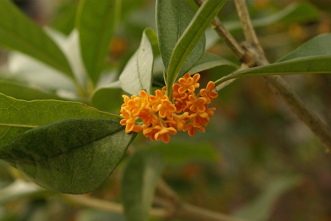 Sweet Osmanthus (Fragrant Olive)