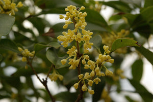 Sweet Osmanthus (Fragrant Olive)