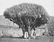 Dragon's Blood Tree (Canary Islands)