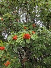 Ukrainian Rowan (European Mountain-Ash)