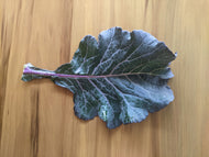 Purple Ultracross Collards
