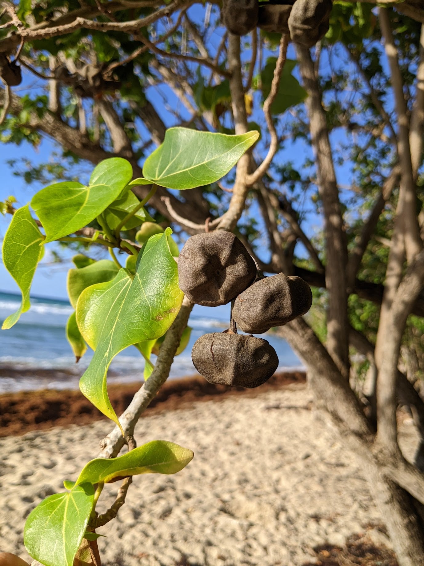 Peratia Tree Portia Tree – Experimental Farm Network Seed Store