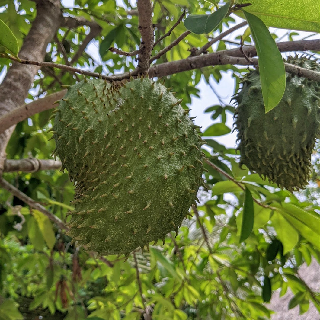 planting guyabano seeds Guanabana/Soursop – Experimental Farm Network Seed Store