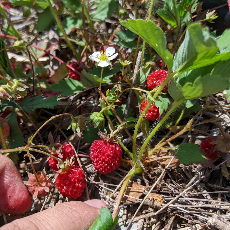 wild strawberry herbicide Wild Strawberry (Virginia Strawberry) – Experimental Farm Network Seed Store