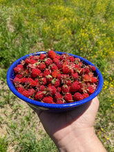 Wild Strawberry (Virginia Strawberry)