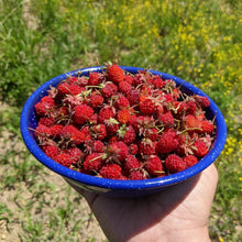 'Holly City' Wild Strawberry