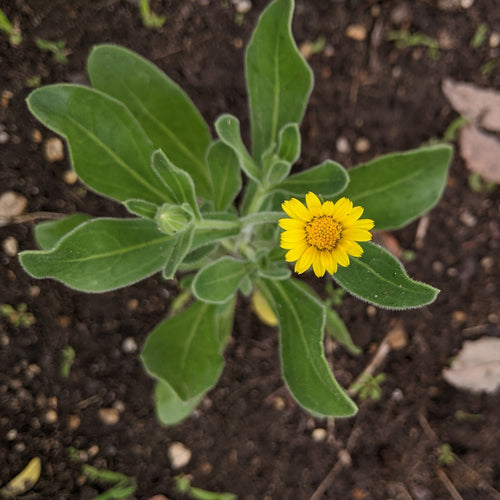 Sea Marigold (Trailing Calendula)