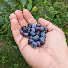 'Elliott' Blueberry