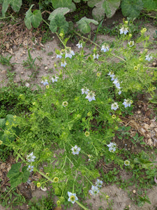 black seed plant pictures Odesa Market' Nigella ("Black Seed") – Experimental Farm Network Seed Store