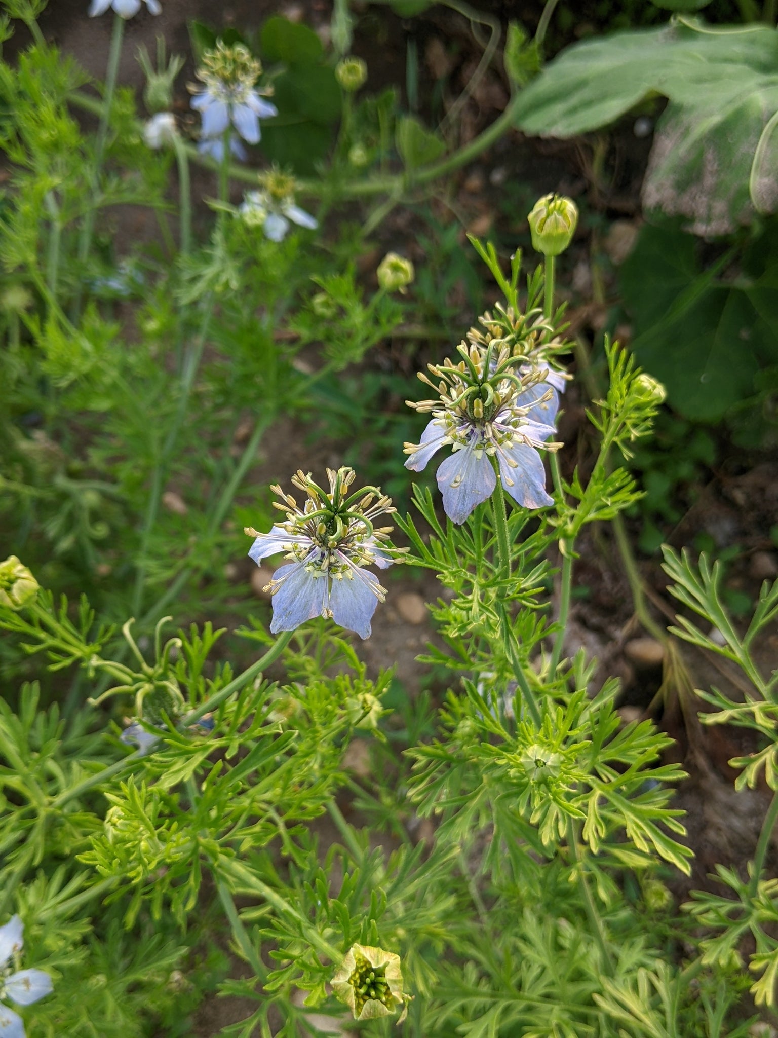 kalonji is seed of which plant Odesa Market' Nigella ("Black Seed") – Experimental Farm Network Seed Store