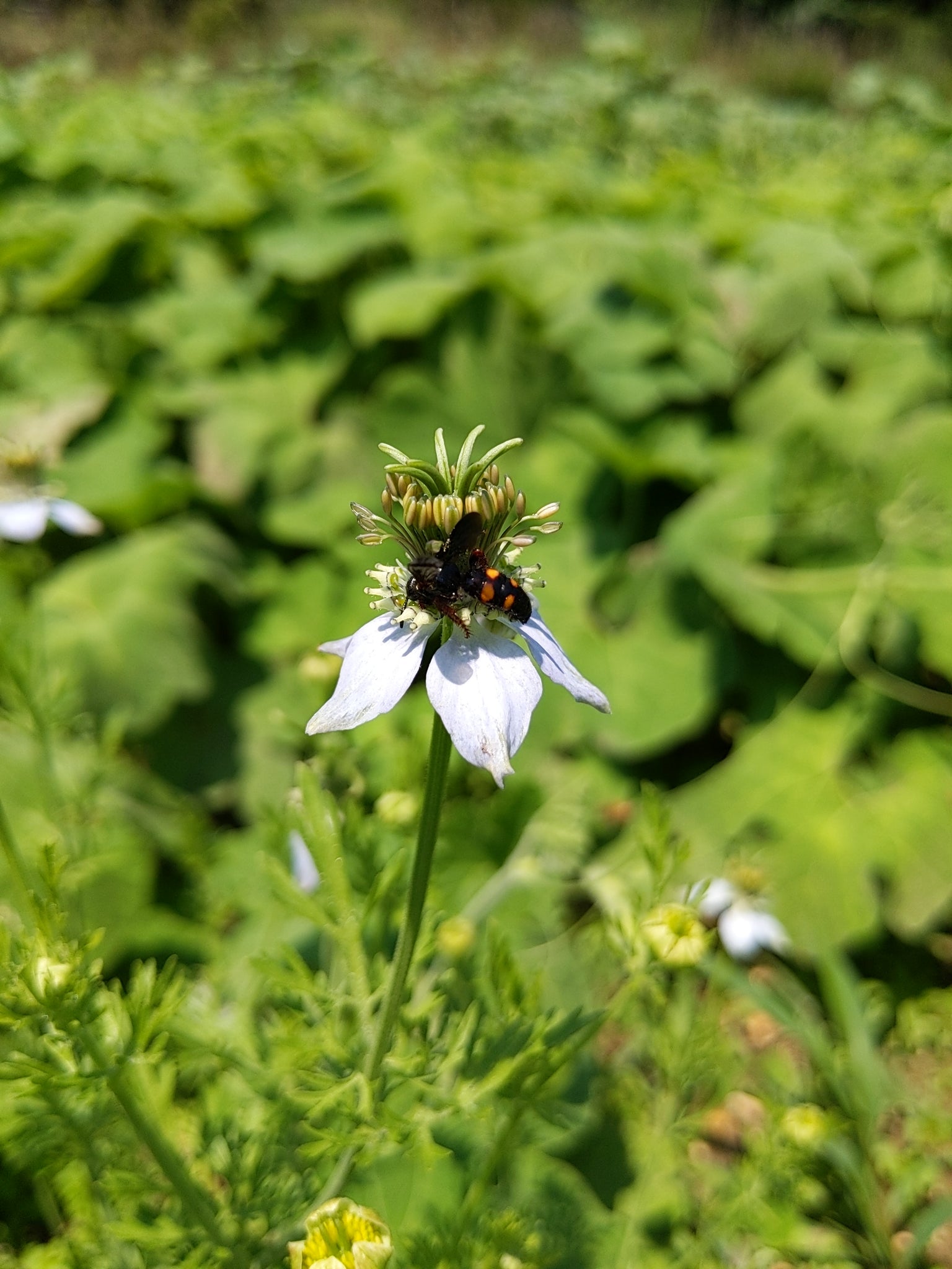 images of black seed plant Odesa Market' Nigella ("Black Seed") – Experimental Farm Network Seed Store