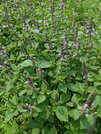 'Kondey Island' Tulsi (Huvadhu Atoll, Maldives)